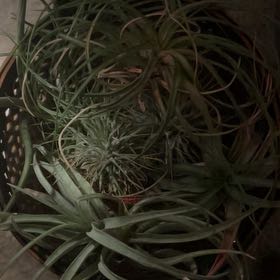 Photo of the plant species Tillandsia Erubescens by @AwakeCactus36 named Hamilton on Greg, the plant care app