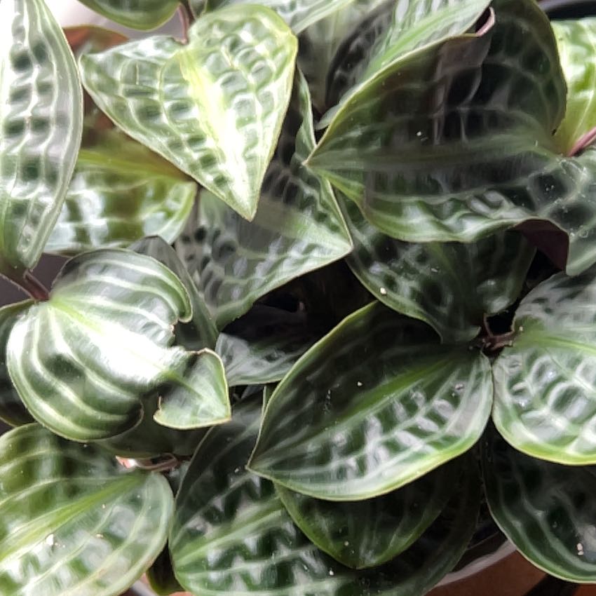 Photo of the plant species Jungle diva 'Roxie' by @AwakeCactus36 named Planty on Greg, the plant care app