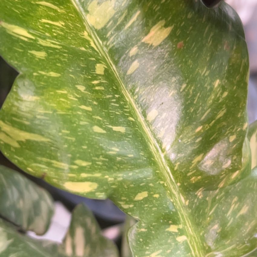 Photo of the plant species Ring Of Fire by @AwakeCactus36 named Rosa on Greg, the plant care app