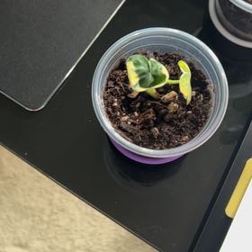 Photo of the plant species Mickey Mouse by @AwakeCactus36 named Nemo on Greg, the plant care app
