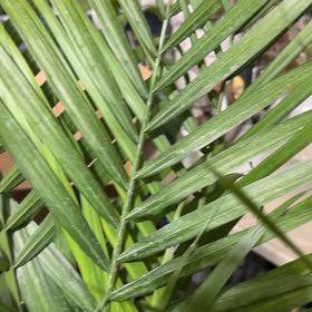 Photo of the plant species Bungalow Palm by @WhizCarrot16 named Forrest on Greg, the plant care app