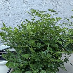 Photo of the plant species Cape Honeysuckle by @ManyOakfern43 named LiloStitch on Greg, the plant care app