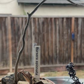 Photo of the plant species Southern Elephant Tree by @ManyOakfern43 named Willow on Greg, the plant care app