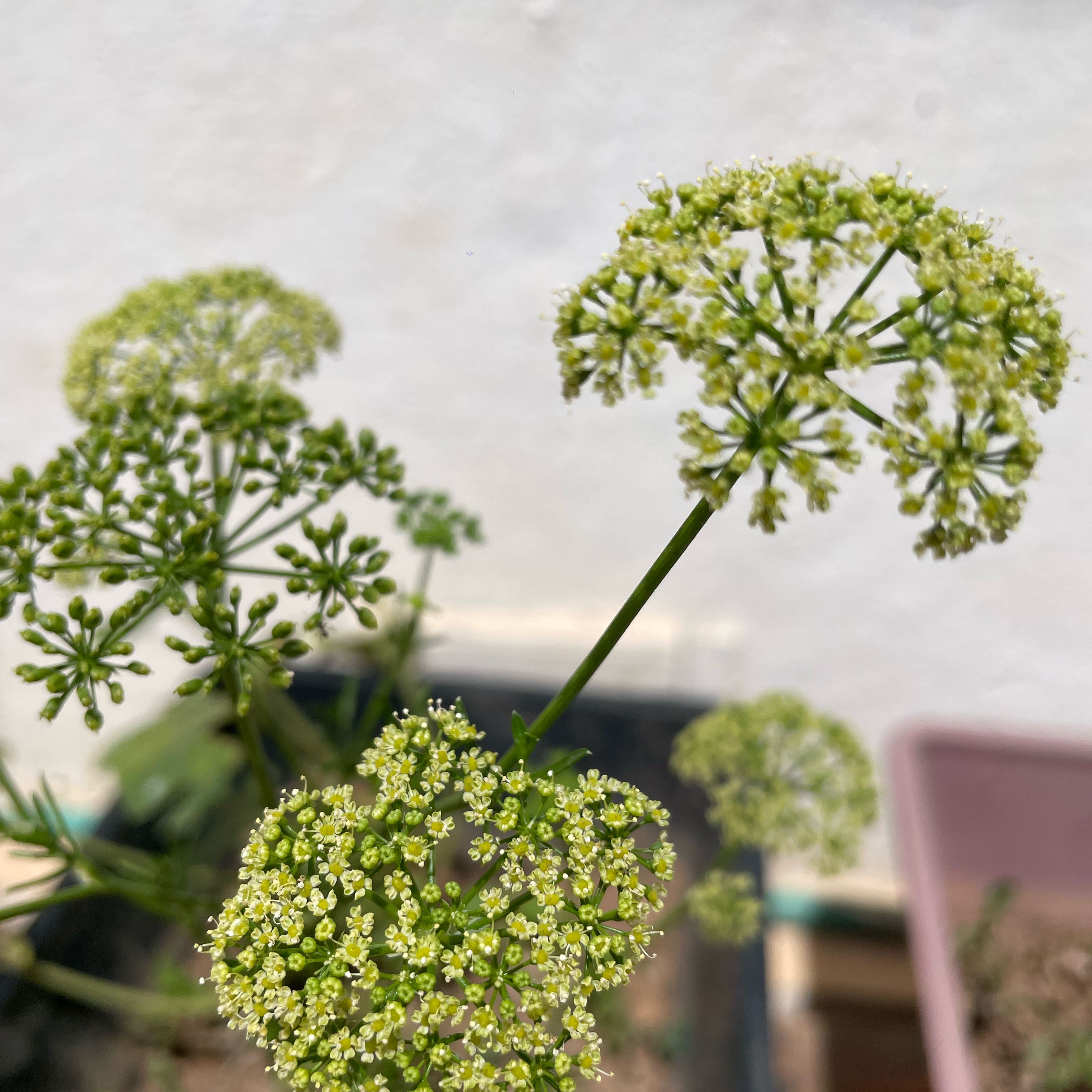 Photo of the plant species Garden Angelica by @GemTarbush19 named Lola on Greg, the plant care app