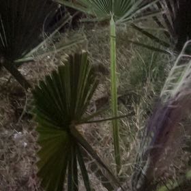 Photo of the plant species Mexican Fan Palm by @AgileSquash10 named Ronaldo on Greg, the plant care app