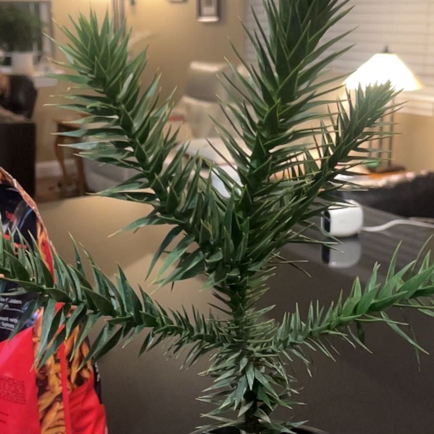 Photo of the plant species Monkey Puzzle Tree by @NewOxlip22 named Linco Tree on Greg, the plant care app