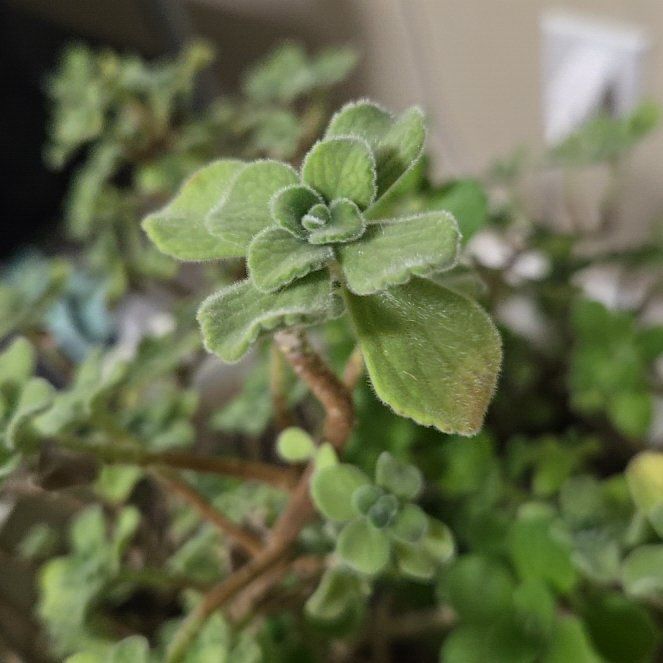 Photo of the plant species Cerveza n Lime by @MotherSpicebush named Lola girl on Greg, the plant care app