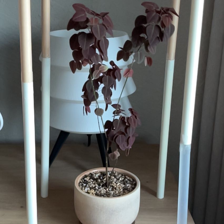 Photo of the plant species Rubra Oxalis by @TopCannalily97 named Fire Fern on Greg, the plant care app