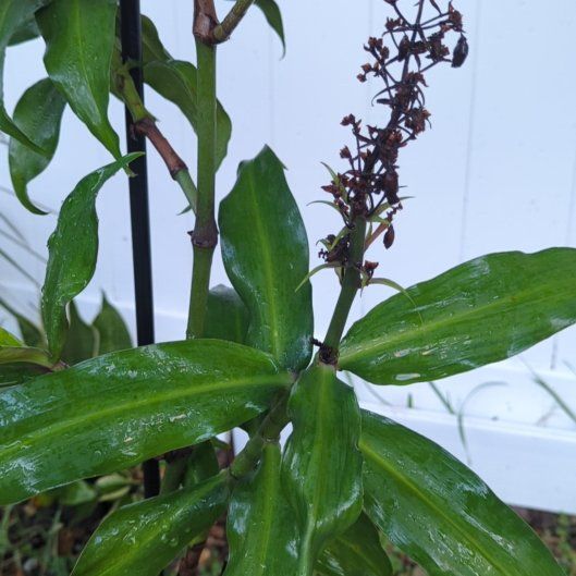 Photo of the plant species Blue Ginger by @HandyBogbean68 named Ginger on Greg, the plant care app