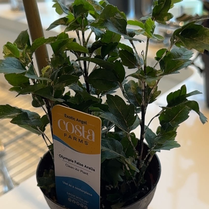 Photo of the plant species Olympia False Aralia by @RockerChik named Beyonce on Greg, the plant care app