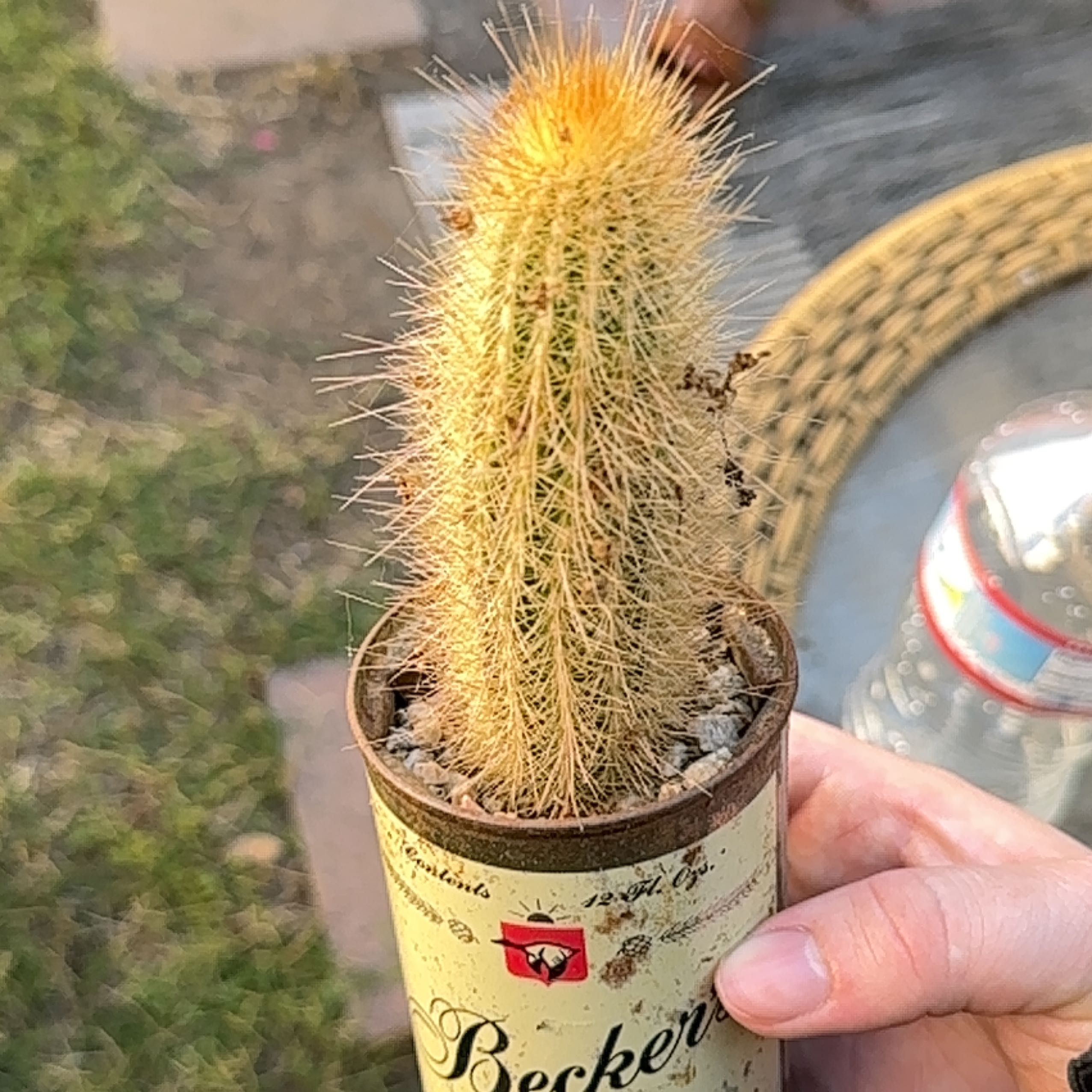 Golden Snakecactus plant in a container, held by a hand.