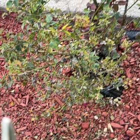 Photo of the plant species Hyssopleaf Sandmat by @HolyHenbane5 named Bodhi on Greg, the plant care app