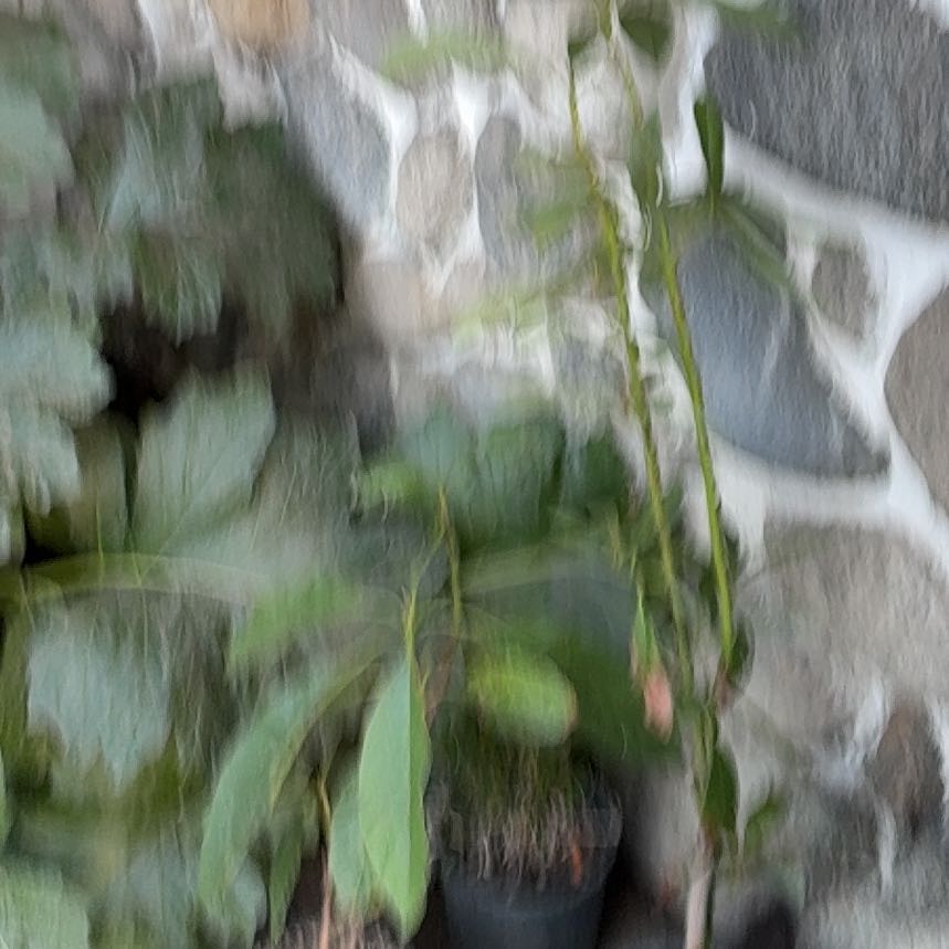 Photo of the plant species Common Reed by @HolyHenbane5 named Bruce Lee on Greg, the plant care app