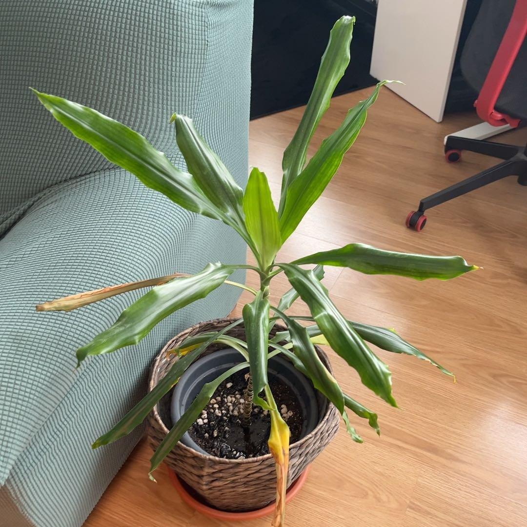 Photo of the plant species Dracaena Elegance by @Momito named Victoria on Greg, the plant care app