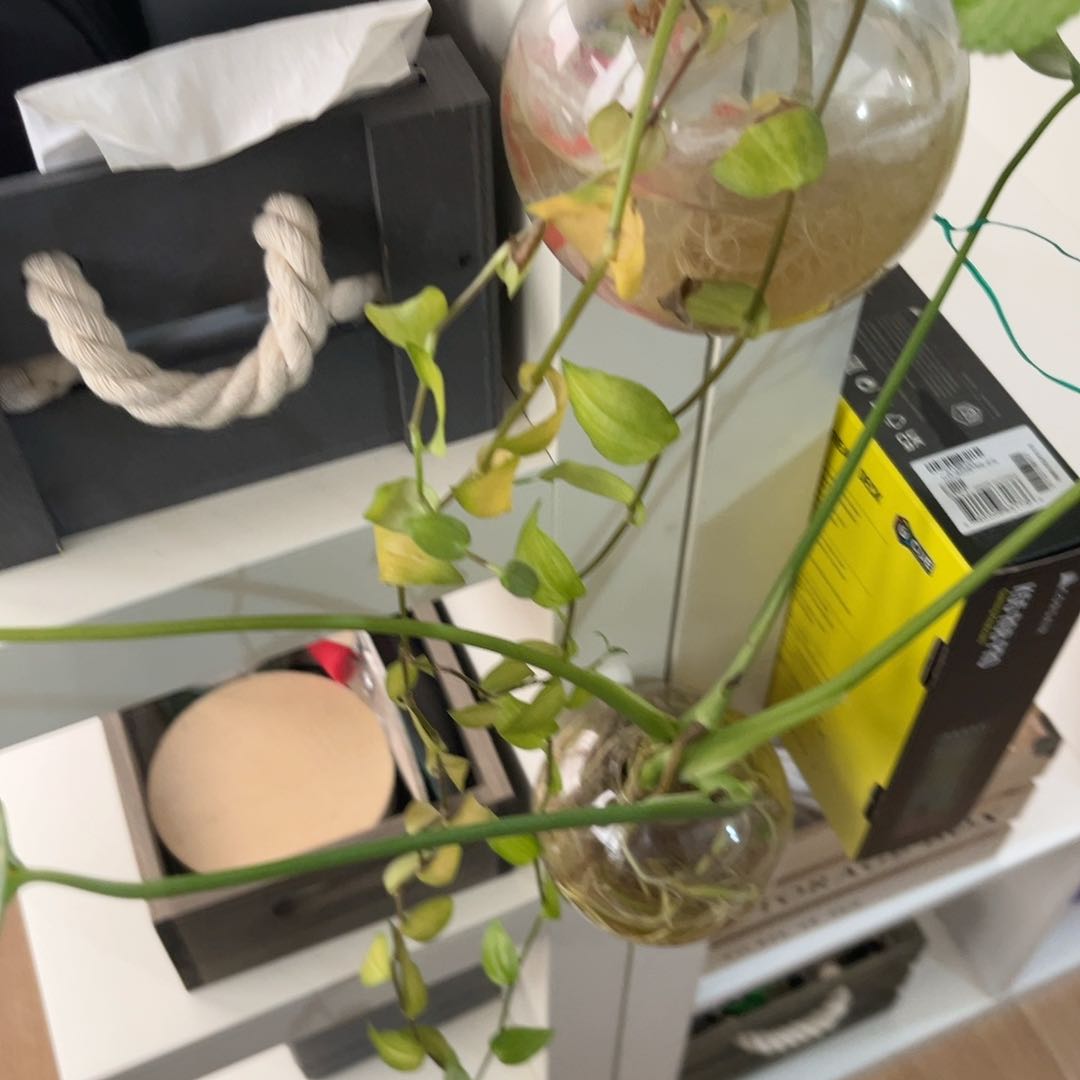 Photo of the plant species Small-Leaf Spiderwort by @Momito named Eva on Greg, the plant care app