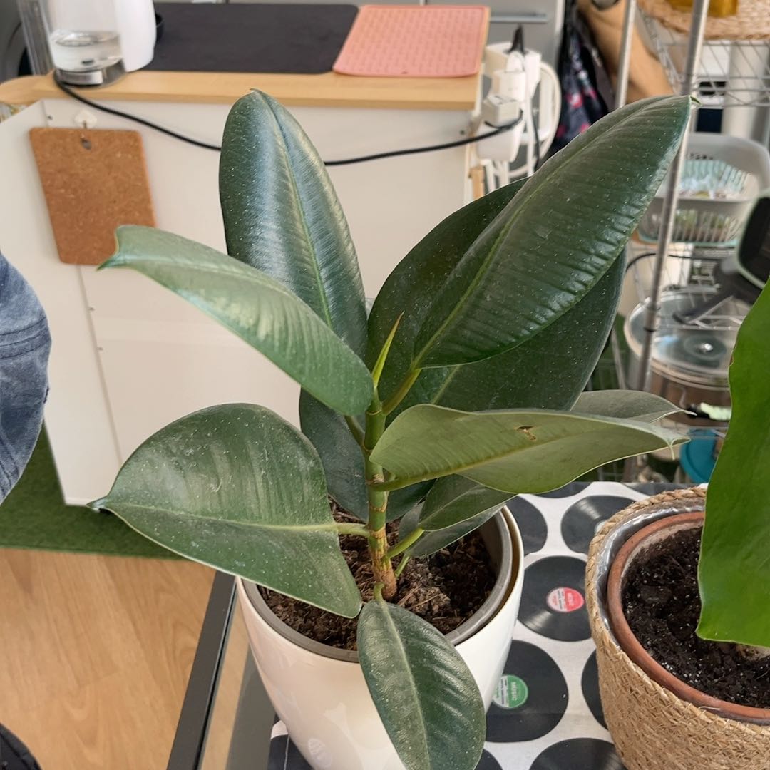 Photo of the plant species Ficus Macrophylla by @Momito named Carmen on Greg, the plant care app