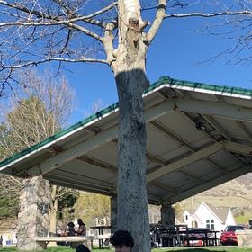 Photo of the plant species American Sycamore by @HumbleRedash60 named Sigmund on Greg, the plant care app