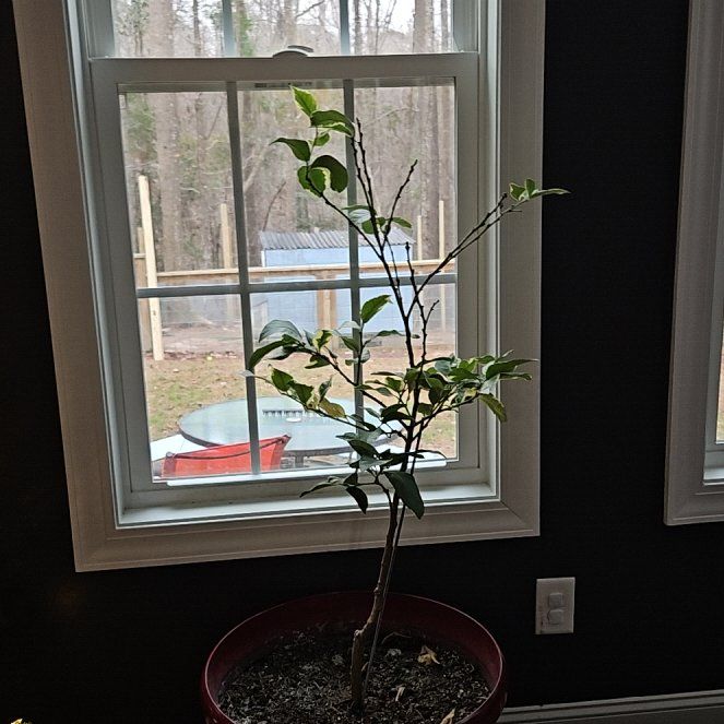 Photo of the plant species Verigated Pink Eureka Lemon Tree by @RuggedKale98 named Foxxy on Greg, the plant care app