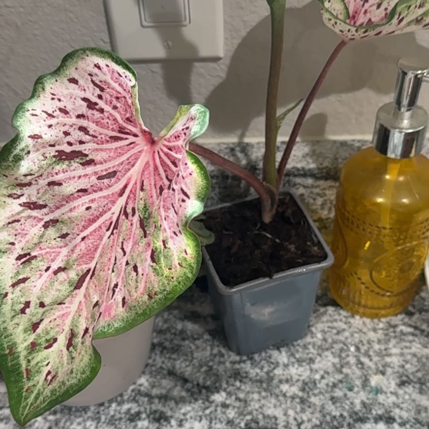 Photo of the plant species 'Miss Muffet' Angel Wings by @BestBluerose60 named Fernie Mercury on Greg, the plant care app