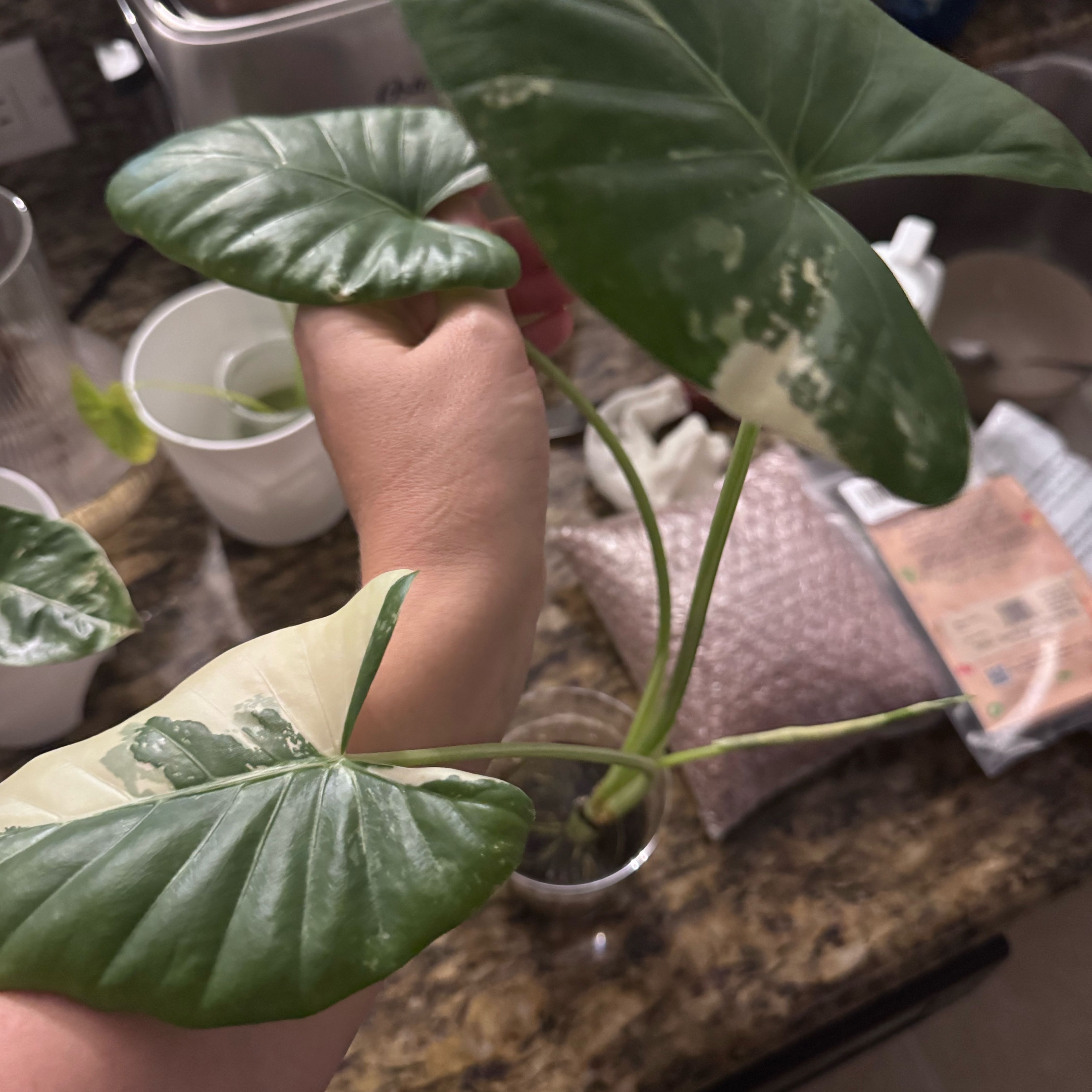 Photo of the plant species Alocasia Variagated by @GoodyHorminum85 named Huckleberry Fern on Greg, the plant care app