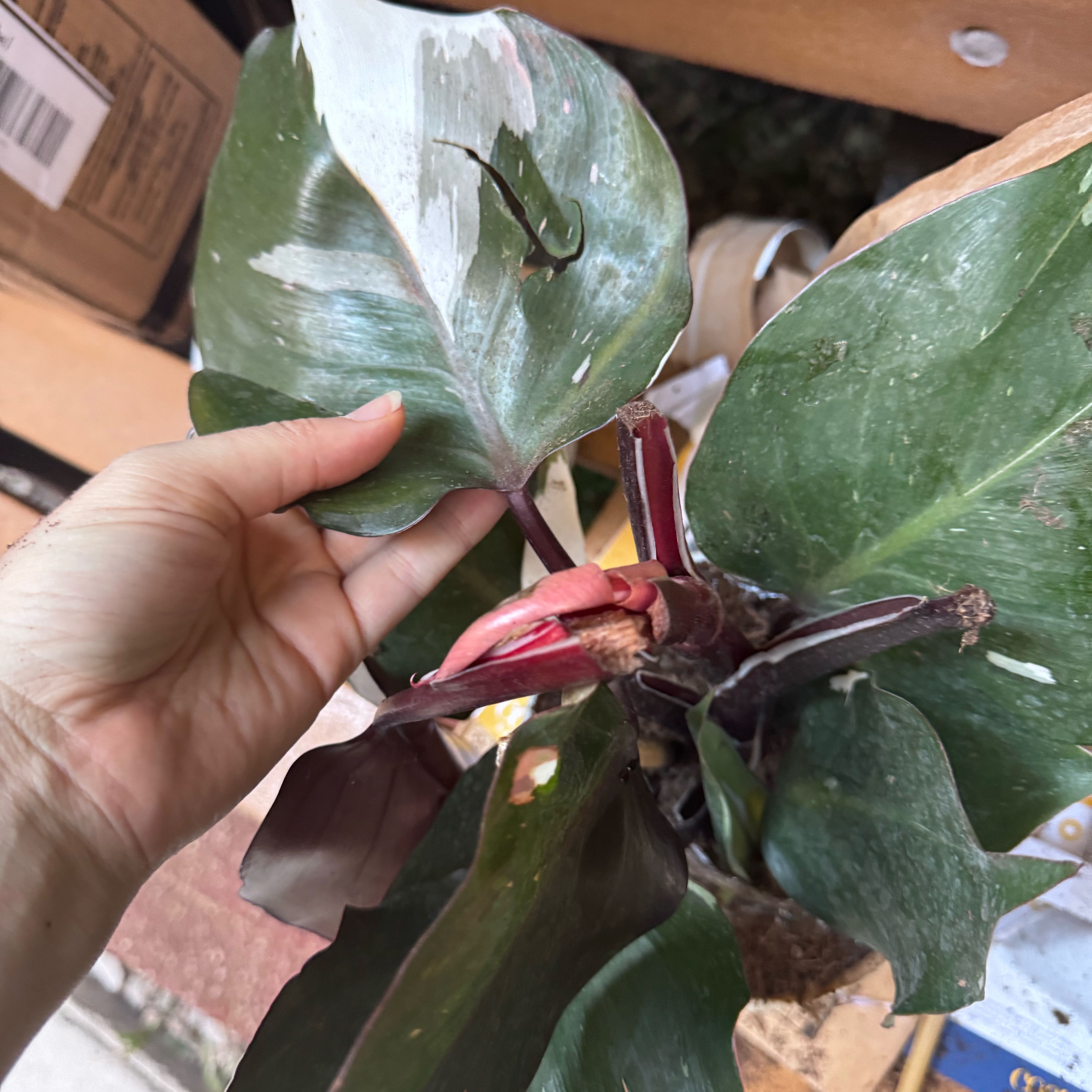 Photo of the plant species Philodendron 'White Prince' by @GoodyHorminum85 named Einstein on Greg, the plant care app