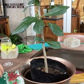 Photo of the plant species Baobab by @GenteelOrchid named Fernie Saunders on Greg, the plant care app