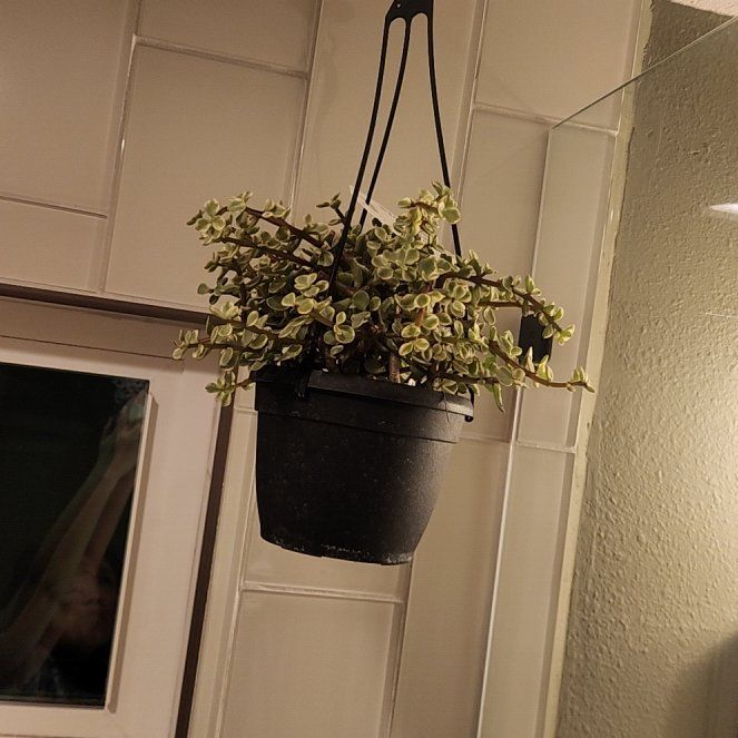 Photo of the plant species Trailing Elephant Bush by @ProudLippia96 named Clooney on Greg, the plant care app