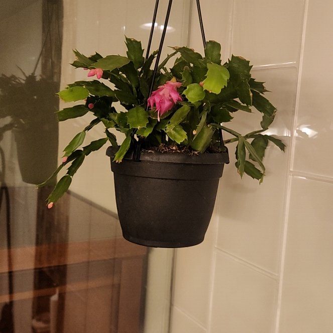 Photo of the plant species Christmas Cactus by @ProudLippia96 named Sol on Greg, the plant care app
