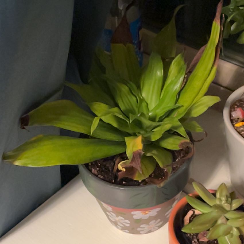 Sproutacus