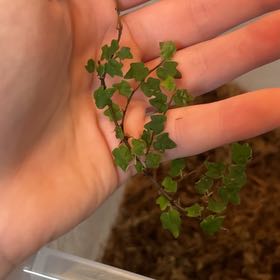 Photo of the plant species Valley Mist Fern by @KeyCoccoon45 named Aria on Greg, the plant care app