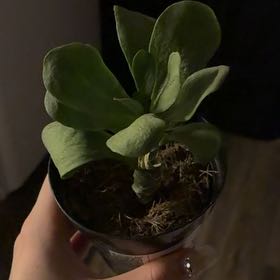 Photo of the plant species Kalanchoe 'Little Dragon' by @BabyVeilwort57 named Anne on Greg, the plant care app