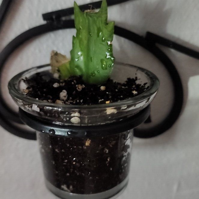 Photo of the plant species Christmas Cactus by @Torance named Athena on Greg, the plant care app