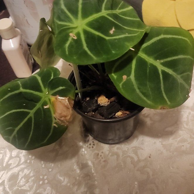 Photo of the plant species Anthurium hoffmannii by @Torance named Mochi on Greg, the plant care app