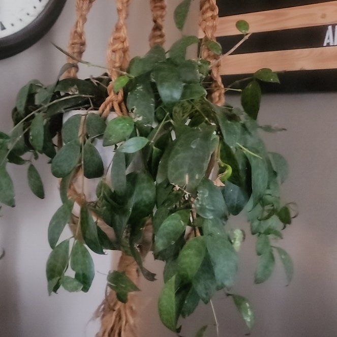 Photo of the plant species Zebra Basket Vine by @Torance named Nithin on Greg, the plant care app