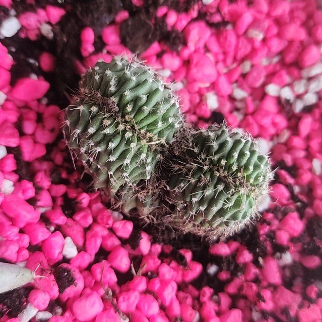 Photo of the plant species Cereus by @Torance named Homer on Greg, the plant care app