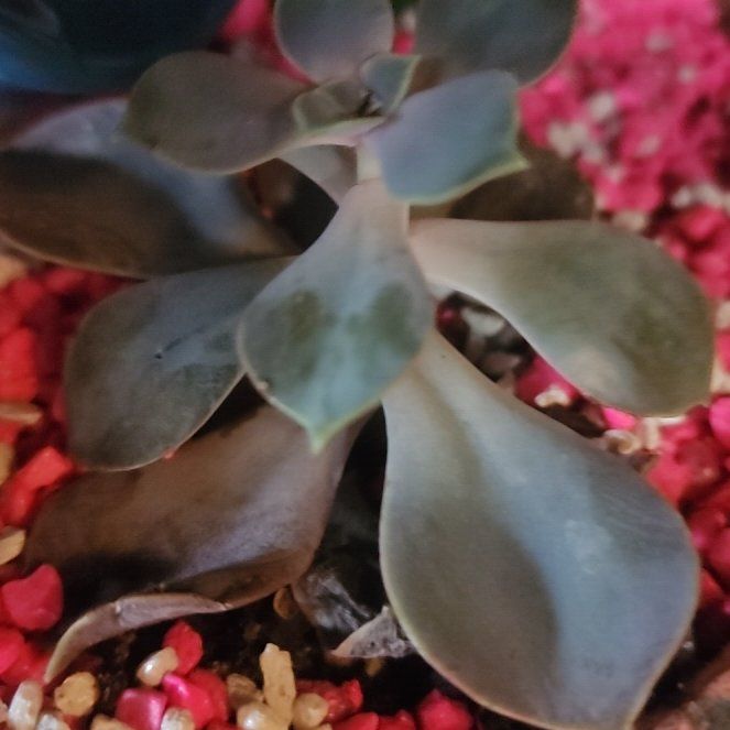 Photo of the plant species Variegated Ghost Plant by @Torance named Keanu Leaves on Greg, the plant care app