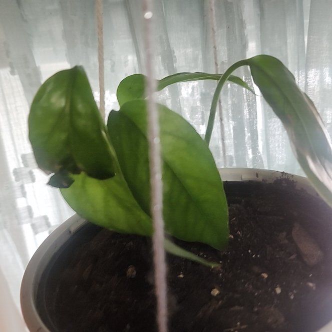Photo of the plant species Monstera lechleriana by @Torance named Eva on Greg, the plant care app