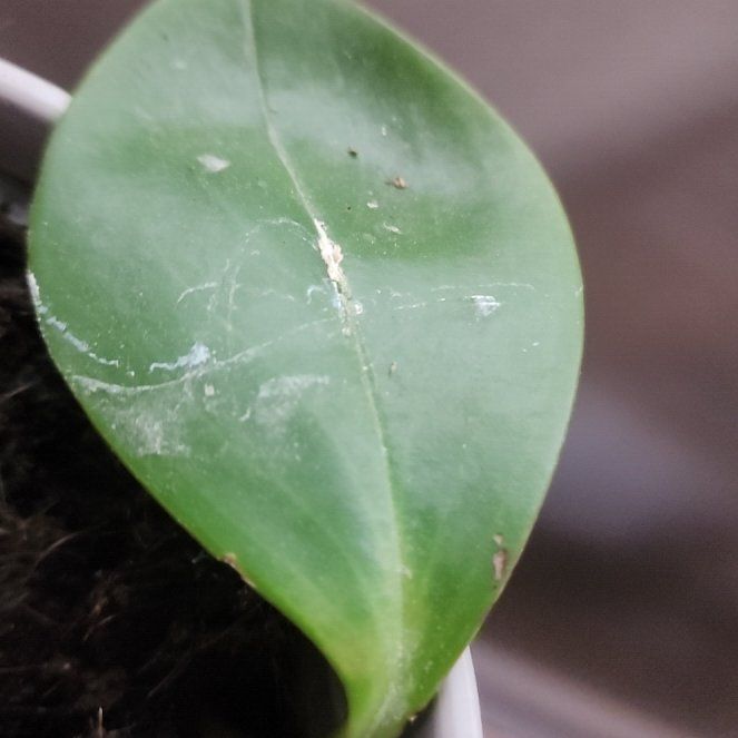 Photo of the plant species New Zealand Broadleaf by @Torance named Anne on Greg, the plant care app