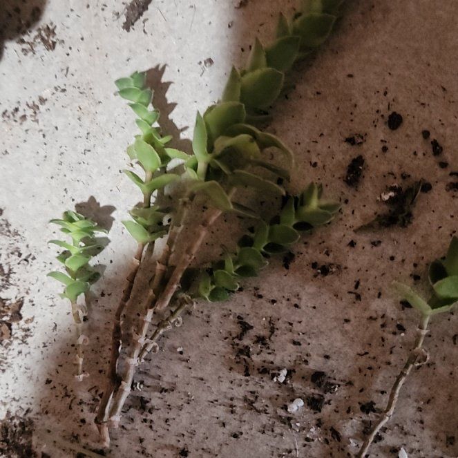 Photo of the plant species Sea Sandwort by @Torance named Scarlett on Greg, the plant care app
