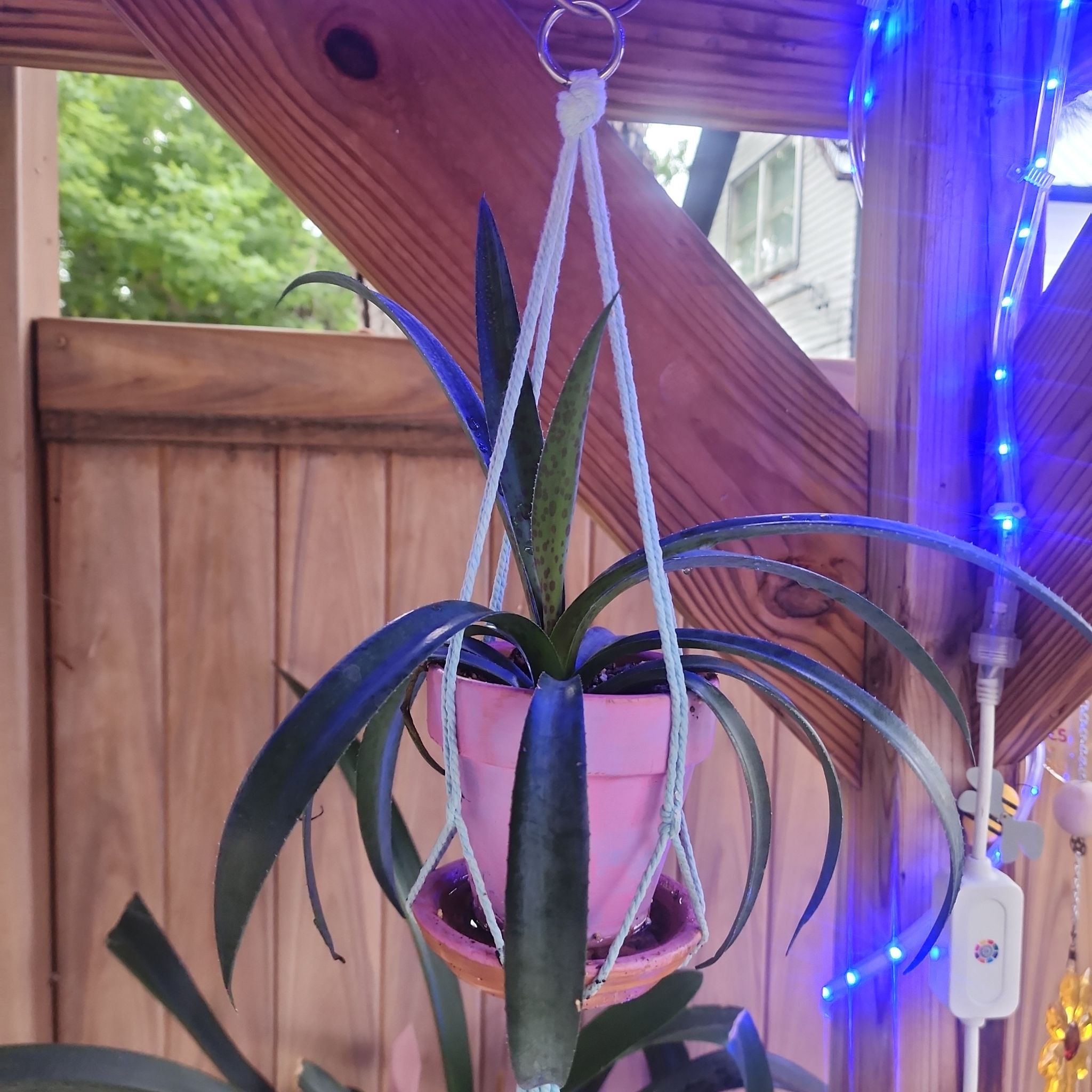 Photo of the plant species Leopard Lily by @Torance named Harry on Greg, the plant care app