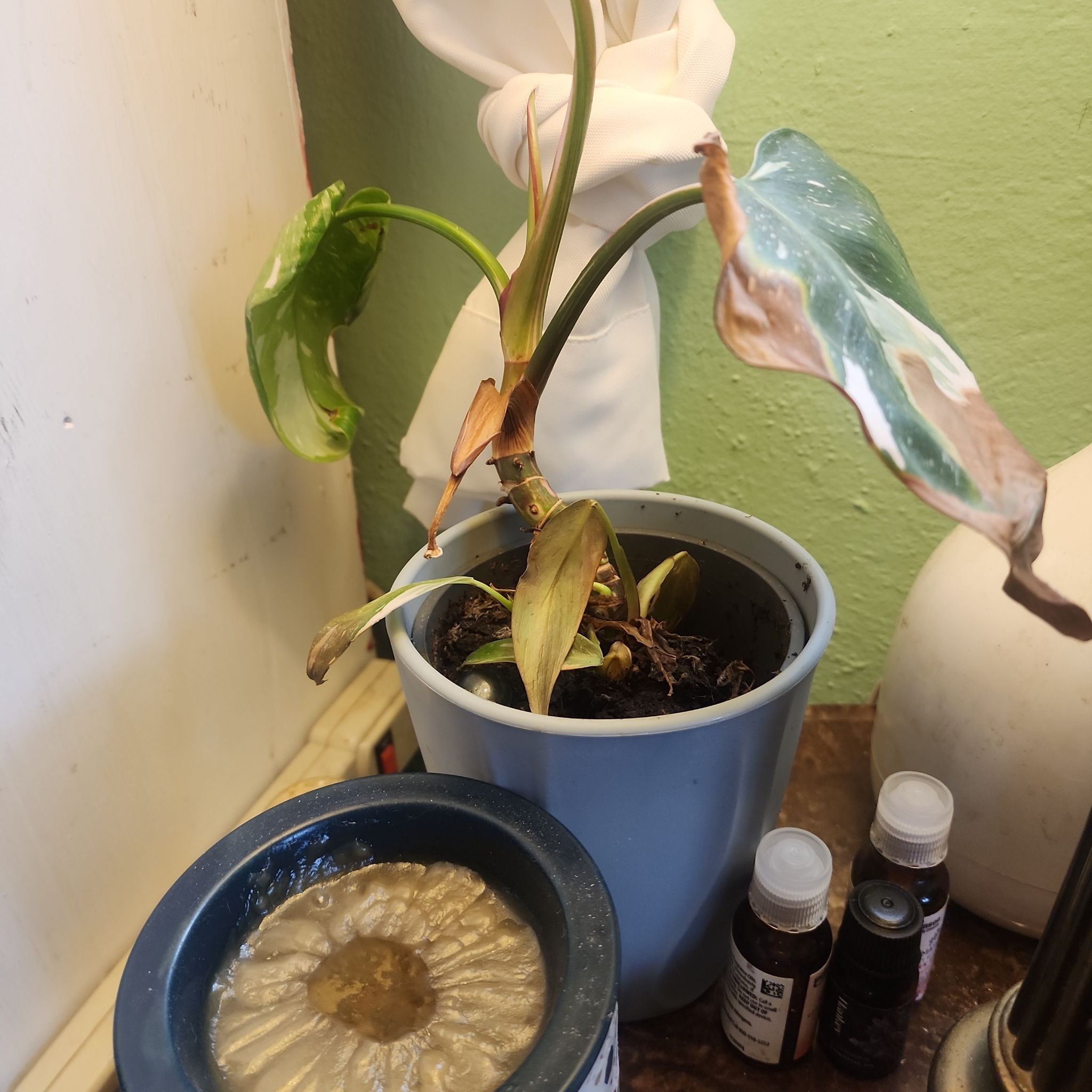Photo of the plant species Fancy philodondron el paraiso verde by @Torance named Denali on Greg, the plant care app
