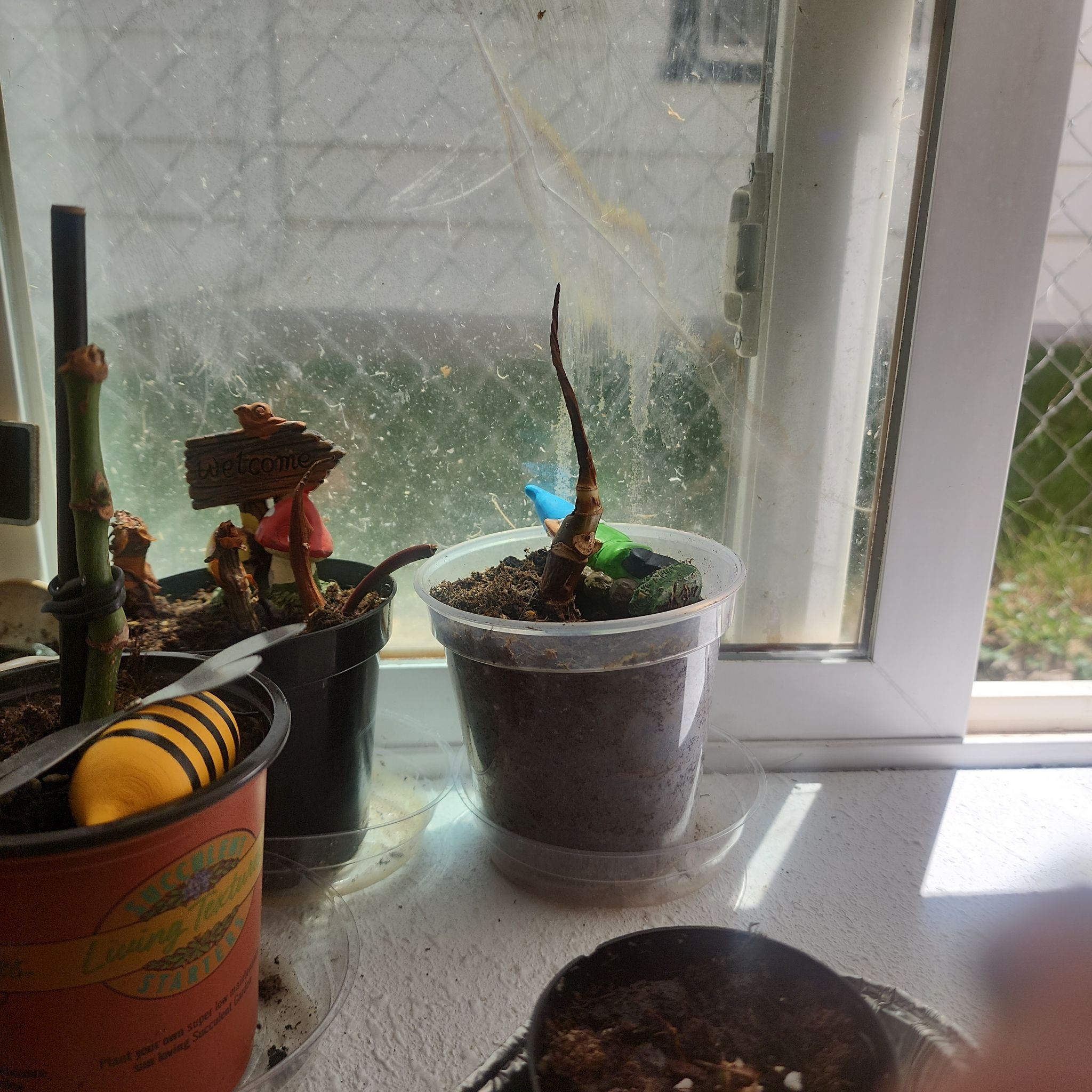 Photo of the plant species Fancy philodondron el paraiso verde by @Torance named Denali on Greg, the plant care app