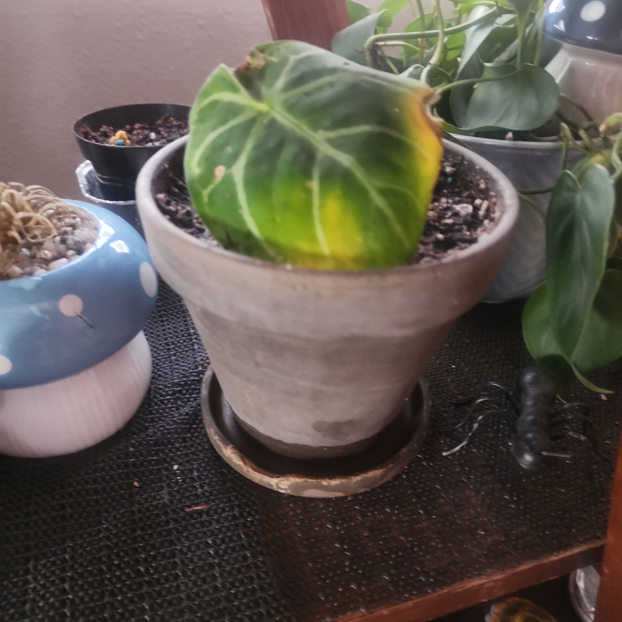 Photo of the plant species Anthurium hoffmannii by @Torance named Mochi on Greg, the plant care app