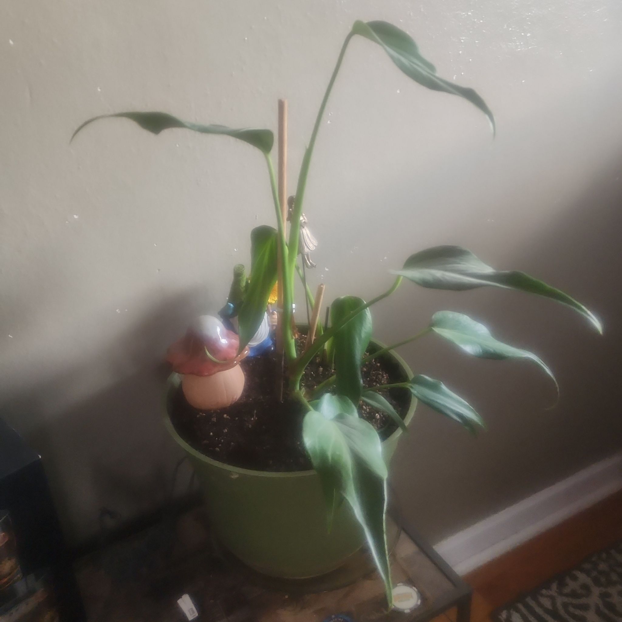 Photo of the plant species Monstera 'Burle Marx Flame' by @Torance named Naomi on Greg, the plant care app