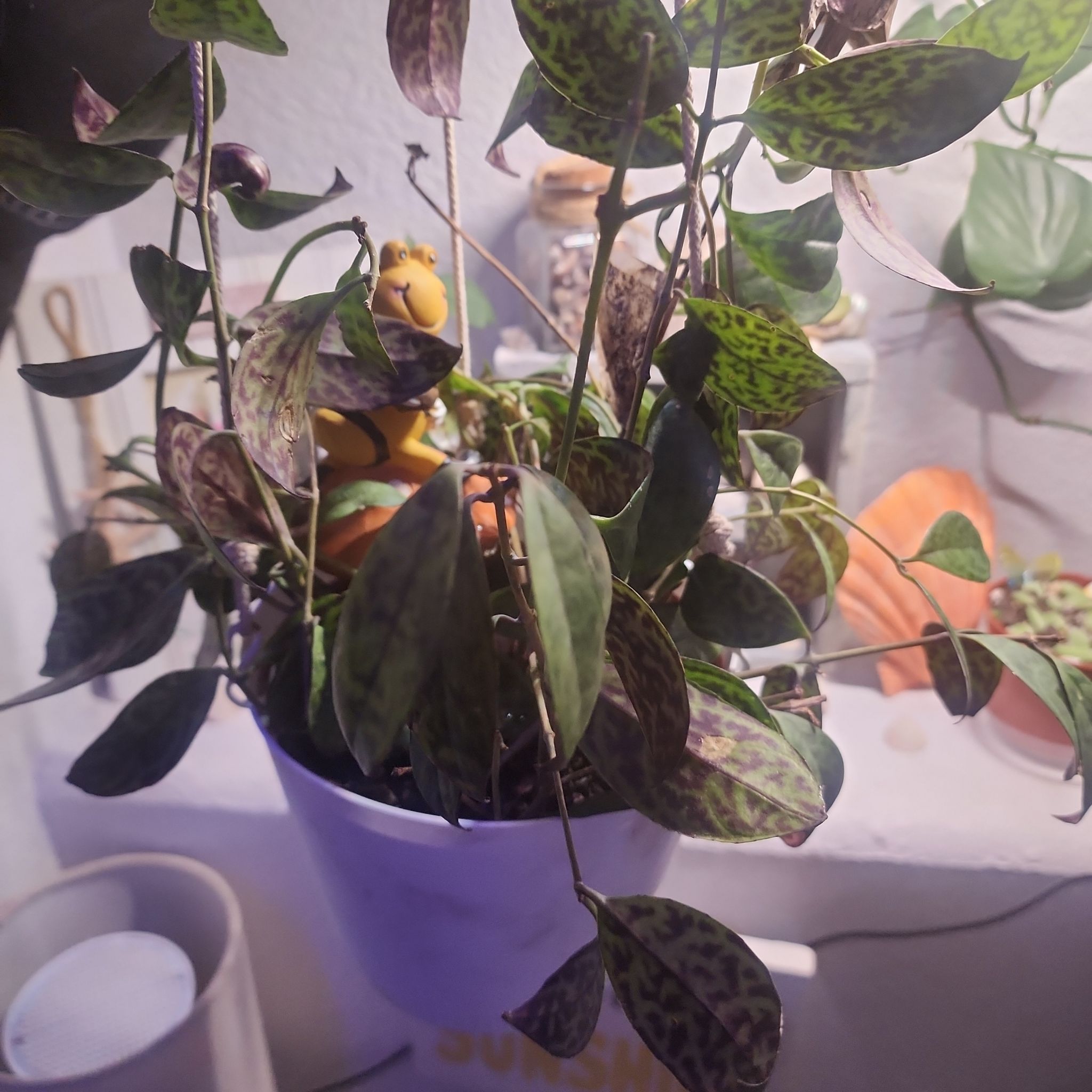 Photo of the plant species Zebra Basket Vine by @Torance named Nithin on Greg, the plant care app