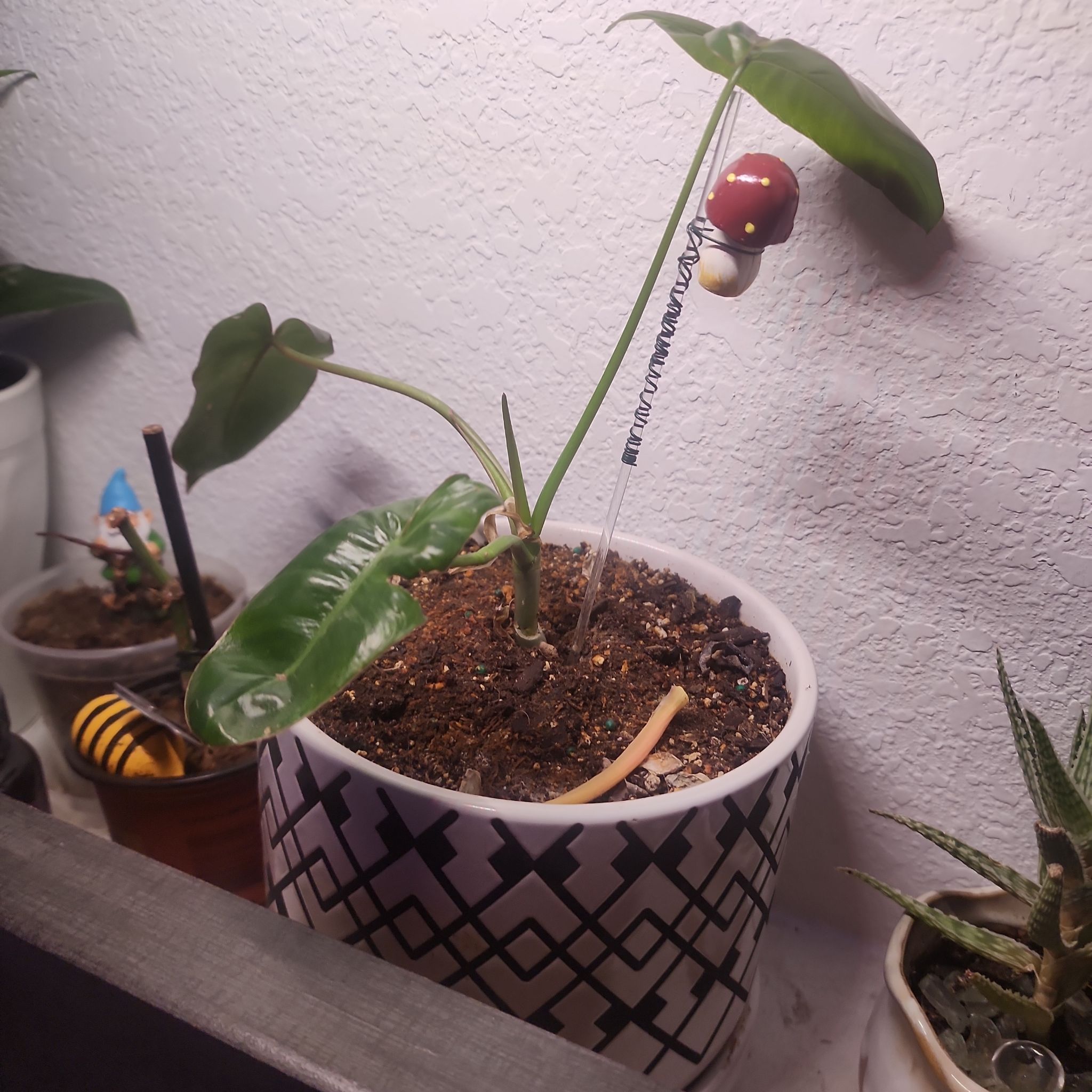 Photo of the plant species Monstera lechleriana by @Torance named Eva on Greg, the plant care app