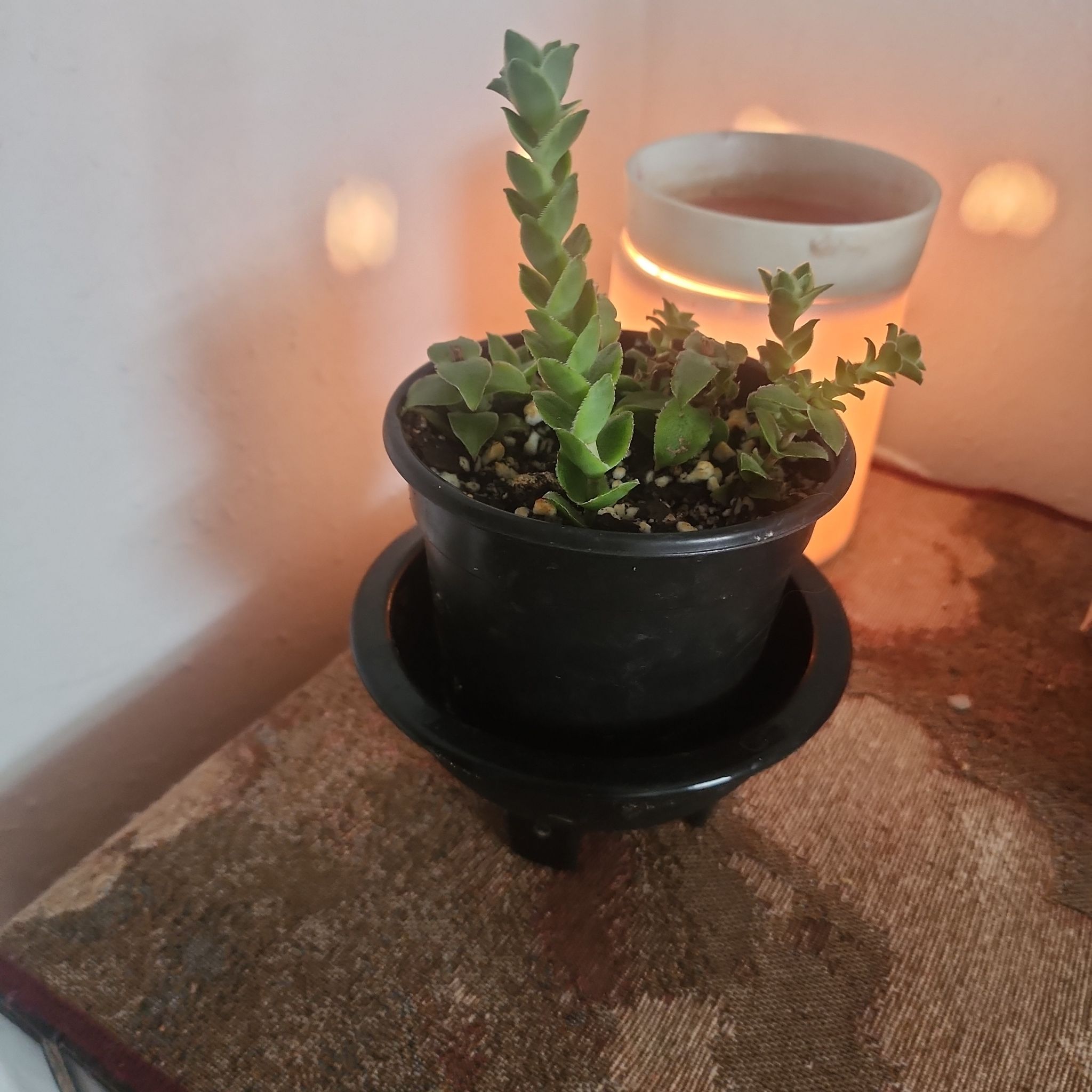 Photo of the plant species Sea Sandwort by @Torance named Scarlett on Greg, the plant care app