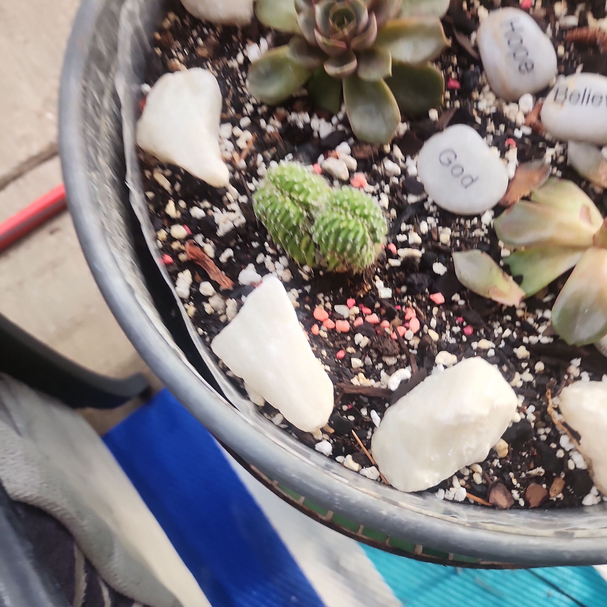 Photo of the plant species Cereus by @Torance named Homer on Greg, the plant care app