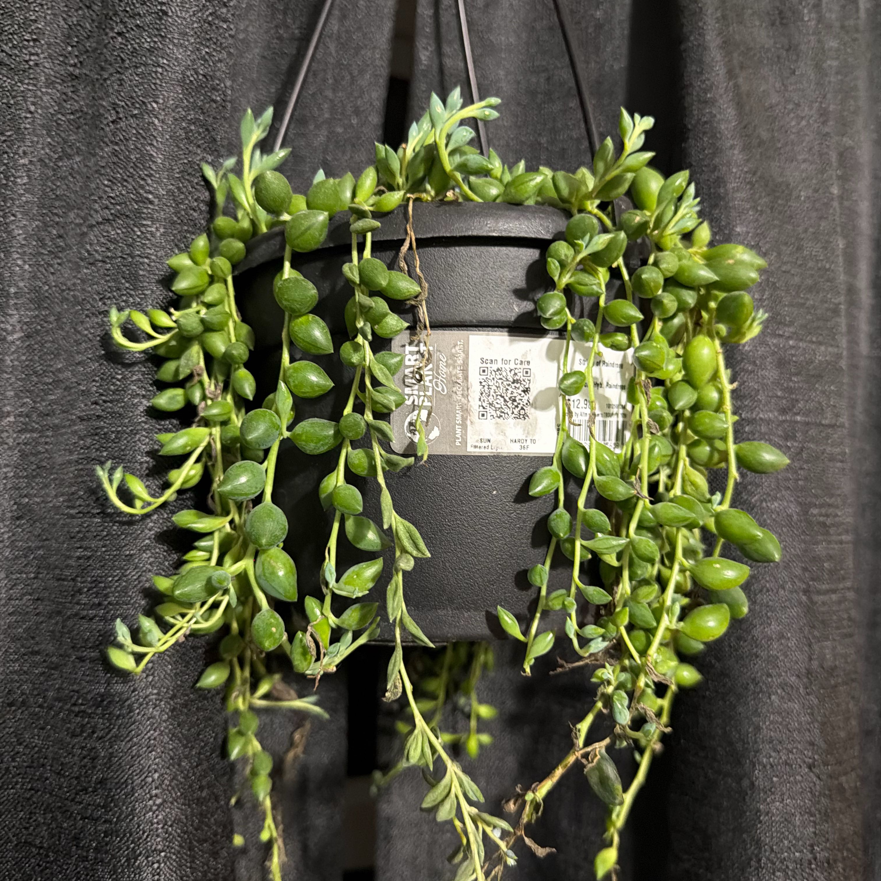 Photo of the plant species String of Tears by @valtheduck named Planty on Greg, the plant care app