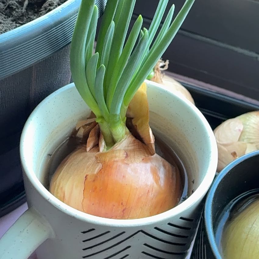 Photo of the plant species Bulb Onion by @BreezyTaro95 named Oniony on Greg, the plant care app